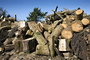 Forestry Industry Prints: Timber yard