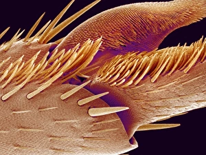 Prints of Tip of ant foot. Coloured scanning electron micrograph (SEM) of the tip of a leg from an ant (family Formicidae). The end of an insect leg consists of the final segment, which is called the tarsus Images Dated 2007 October: Coloured SEM Print of Ant Foot Tarsus