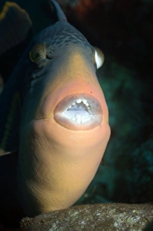 Titan Triggerfish Print: Close-up of large teeth