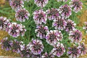 Mediterranean Flora Prints: Tiucrium ackermannii