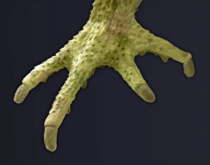 SEM Print of Toad Foot