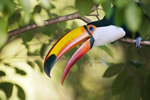 Rainforest Wildlife Photos Prints: Toco toucan in a tree C013 / 9818