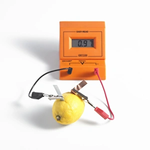 Prints of Lemon battery. Copper (orange) and zinc (silver) electrodes have been inserted into a lemon and connected to wires to produce electricity. The voltmeter (top) is showing the voltage generated Images Dated 2011 October: Lemon Battery Print: Copper and Zinc Electrodes in a Lemon