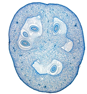 Prints of Tomato fruit. Light micrograph of a section through the young fruit of a tomato (Solanum lycopersicum) plant, showing the seeds (ovules, oval) developing inside Images Dated 2012 January: Tomato Fruit Print, x3 Magnification
