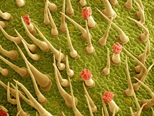 Photosynthesis Process Prints: Tomato leaf surface, SEM