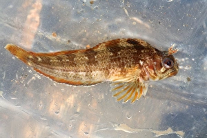 Tompot Blenny Prints: Tompot blenny