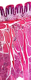 Tongue Anatomy Prints: Tongue section, light micrograph
