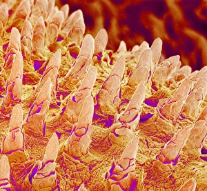 Images Dated 28th September 2009: Tongue Surface Print, SEM