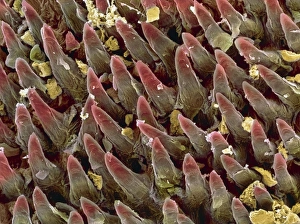 Tongue surface, SEM Print: Filiform Papillae