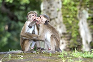 Toque Macaque Print, Yala National Park
