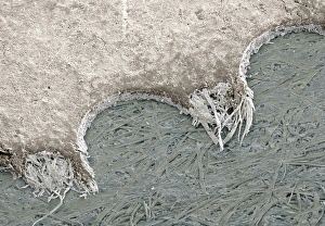 Prints of Torn postage stamp. Coloured scanning electron micrograph (SEM) of a torn perforation from the edge of a postage stamp. Magnification: x26 at 6x7cm size Images Dated 2004 November: Torn Postage Stamp Print (SEM)