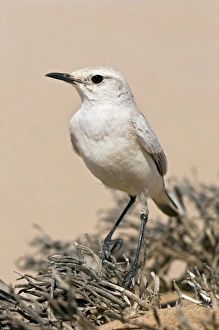 Namib Desert Wildlife Photography Prints: Trac trac chat