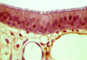 Prints of Trachea epithelium Images Dated 2007 December: Trachea epithelium Print