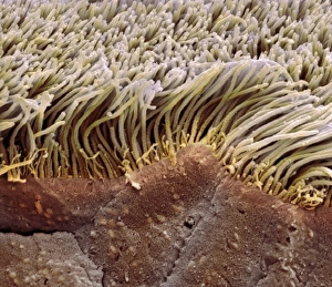 Trachea Lining SEM Prints: Trachea lining, SEM C013 / 7119