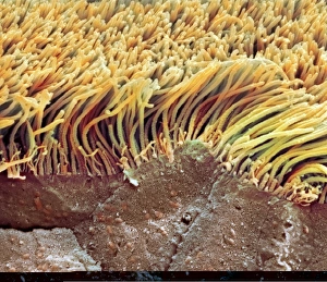 Respiratory Tract Anatomy Prints: Trachea lining, SEM C013 / 7121