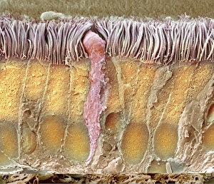 Prints of Trachea lining. Coloured scanning electron micrograph (SEM) of a section through the wall of a trachea (wind pipe). The trachea links the larynx to the lungs Images Dated 2012 July: Trachea lining Print, SEM image