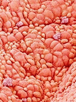 Trachea Lining SEM Prints: Trachea lining, SEM C015 / 9609
