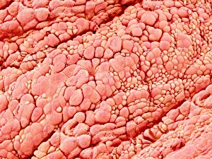 Respiratory Tract Cells Prints: Trachea lining, SEM C015 / 9610