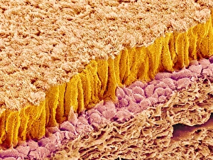 Respiratory Tract Cells Prints: Trachea lining, SEM C015 / 9939