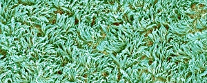 Respiratory Tract Cells Prints: Trachea lining, SEM C016 / 9755