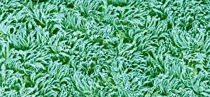Prints of Trachea lining. Coloured scanning electron micrograph (SEM) of the lining of the trachea (wind pipe). The trachea links the larynx to the lungs Images Dated 2013 September: Trachea lining Print, SEM