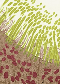 Respiratory Tract Cells Prints: Trachea lining, TEM C014 / 1470