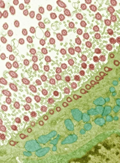 Respiratory Tract Cells Prints: Trachea lining, TEM C014 / 1471