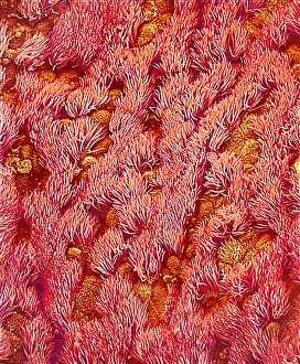 Prints of Trachea. Coloured scanning electron micrograph (SEM) of the lining of the trachea (windpipe). The trachea links the larynx (voice box) to the lungs Images Dated 2001 October: Trachea Print, Coloured SEM Image of Tracheal Lining
