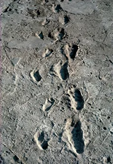 Trail of Laetoli footprints Trail of Laetoli footprints