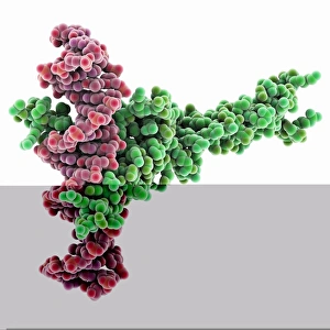 Deoxyribonucleic Acid Models Prints: Transcription factor complexed with DNA C014 / 0870