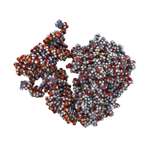 Transfer RNA-synthetase complex molecule Transfer RNA-synthetase complex molecule