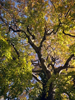 Autumn Tree Prints: Tree in autumn