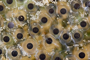 Rainforest Amphibians Prints: Tree-frog frog spawn C013 / 8868