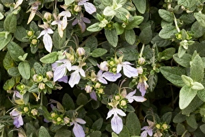Spanish Wildflowers Prints: Tree germander (Teucrium fruticans)