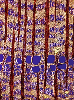 Polarised Light Microscopy Prints: Tree growth rings, light micrograph