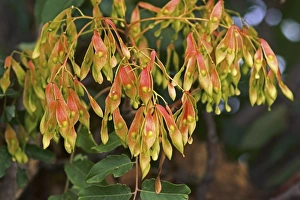Tree of Heaven (Ailanthus altissima) C016/4282 Tree of Heaven (Ailanthus altissima) C016/4282