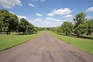 Oak Tree Images Prints: Tree lined road