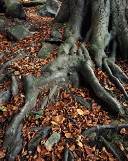 Beech Tree Roots Prints: Tree roots of a beech tree