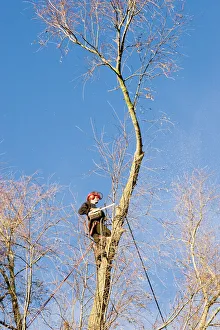 Green Space Management Prints: Tree surgery