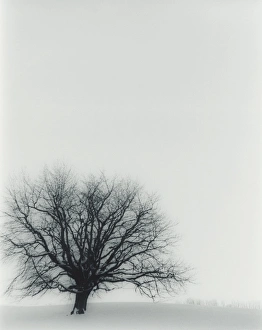 Frosty Winter Scene Prints: Tree in winter