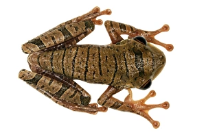 Rainforest Animal Photography Prints: Treefrog