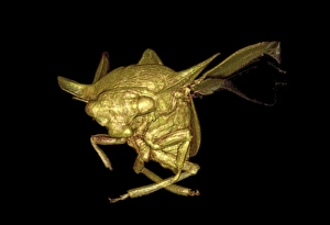 Magnetic Resonance Imaging Scans Prints: Treehopper, 3D MRI scan