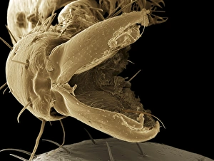 SEM Images Of Insects Prints: Treehopper leg, SEM
