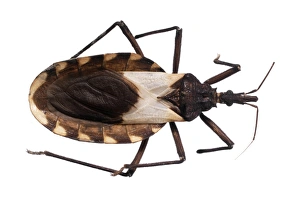 Images Dated 3rd July 2013: Triatomine bug Print C016 / 5630