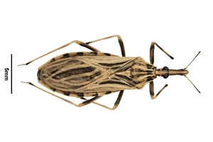 Blood Feeding Insects Prints: Triatomine bug C016 / 5640