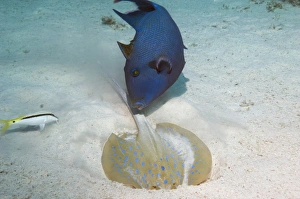 Sandy Bottom Habitat Prints: Triggerfish and ray