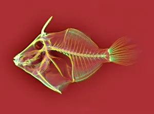 Images Dated 2004: X-ray Triggerfish skeleton Print