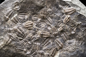 Prints of Nodule containing a concentration of Ellipsocephalus hoffi (Schlotheim 1823). Middle Cambrian, Jince Formation, Hydrocephalus lyelli zone, Mount Konicek, Jince, Czech Republic Images Dated 2013 February: Trilobite Assemblage Nodule Print