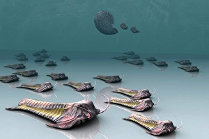 Devonian Period Prints: Trilobites