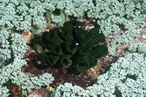 Triplefin hiding amongst corals Triplefin hiding amongst corals